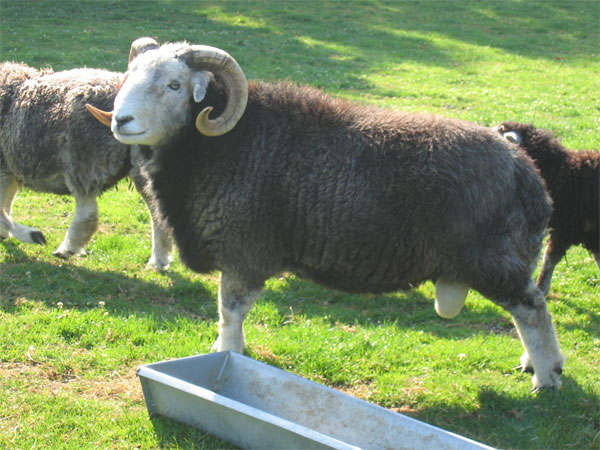 Herdwick schapen : de ram