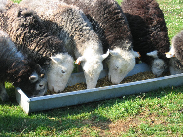 Herdwick schapen die eten
