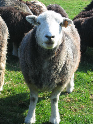 Herdwick schapen : een lammetje die zijn zwarte kleur bijna kwijt is...