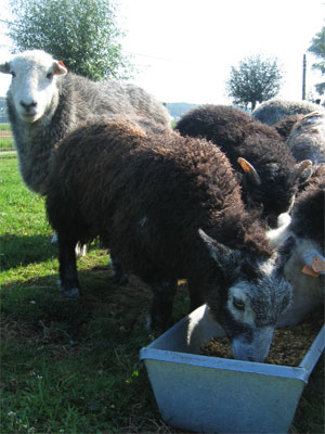 Herdwick schapen : een zwart lammetje dat aan het eten is